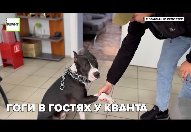 Гоги в гостях у кванта